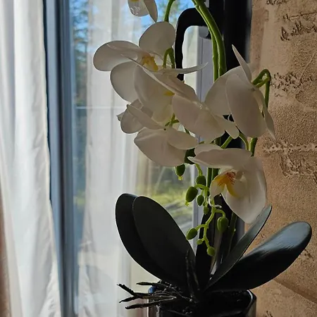 Hill Isidorovic Apartment